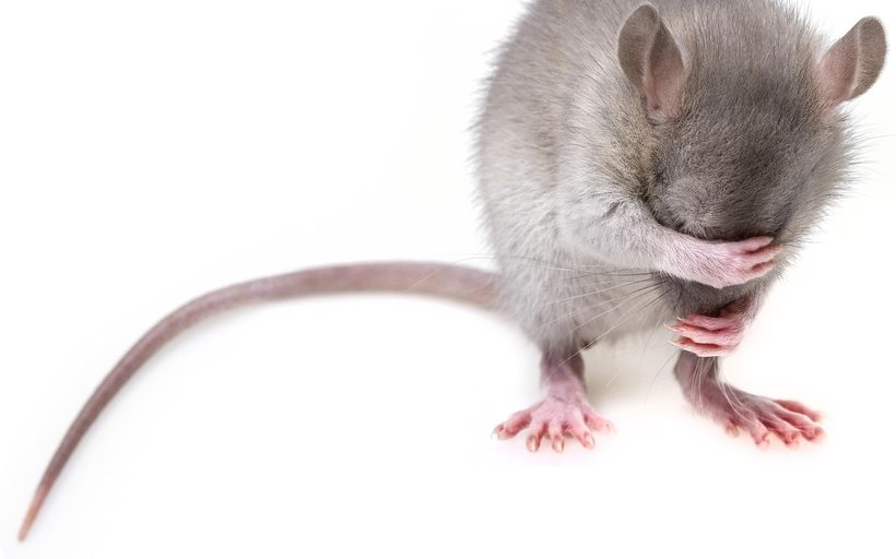 Mouse Control in Amarillo, TX in Amarillo