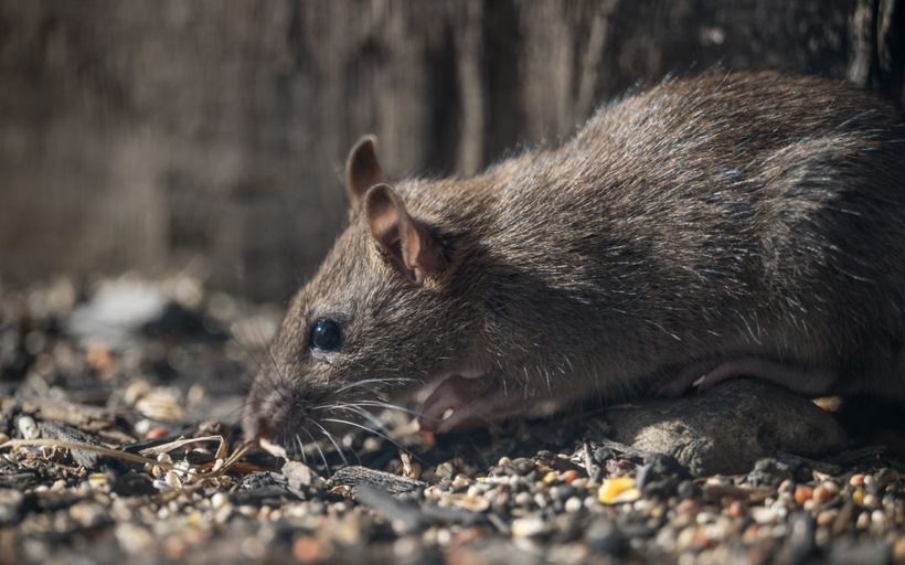 Barn & Rural Rodent Control in Amarillo, TX in Amarillo